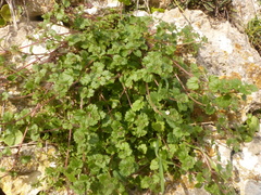 Veronica cymbalaria