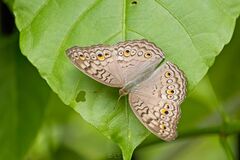 Junonia atlites atlites