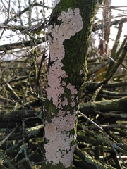 Cylindrobasidium laeve