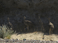 Eudromia elegans