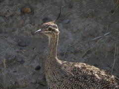 Eudromia elegans