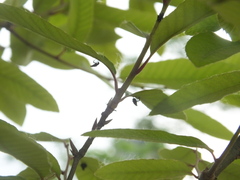 Lycorma delicatula