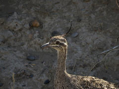 Eudromia elegans