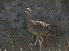 Eudromia elegans