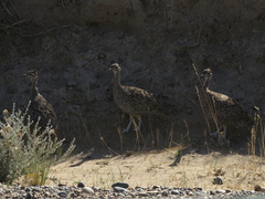 Eudromia elegans