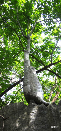 Pachypodium decaryi