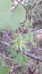 Echinopepon wrightii