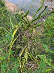 Selenicereus triangularis