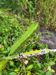 Selenicereus triangularis
