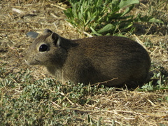 Microcavia australis