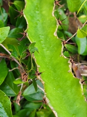 Selenicereus triangularis