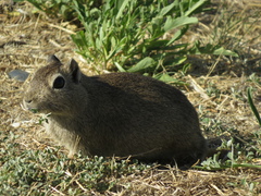Microcavia australis