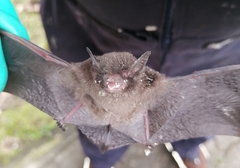 Myotis