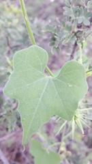 Echinopepon wrightii