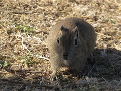 Microcavia australis