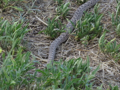 Bothrops ammodytoides