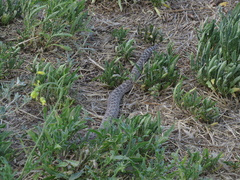Bothrops ammodytoides