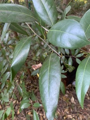 Nectandra coriacea