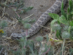 Bothrops ammodytoides