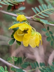 Senna polyphylla