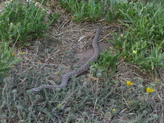 Bothrops ammodytoides