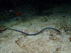 Laticauda laticaudata