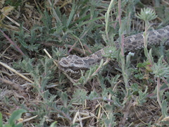 Bothrops ammodytoides