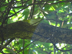 Erpornis zantholeuca