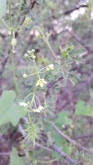 Echinopepon wrightii