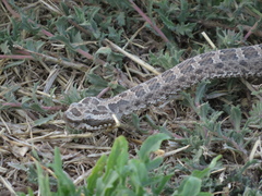 Bothrops ammodytoides