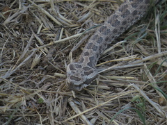 Bothrops ammodytoides