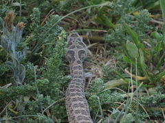 Bothrops ammodytoides