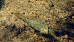 Gnatholepis anjerensis