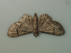 Glaucoclystis