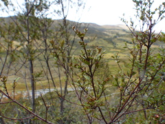 Weinmannia fagaroides