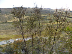 Weinmannia fagaroides