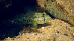 Gnatholepis anjerensis