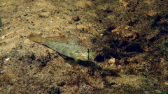 Gnatholepis anjerensis