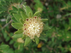 Phylica dioica