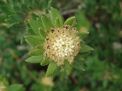 Phylica dioica