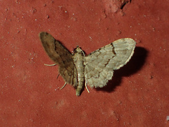 Glaucoclystis