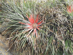 Fascicularia bicolor