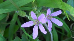 Erodium