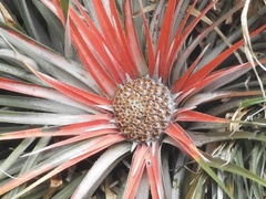Fascicularia bicolor