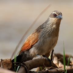 Centropus superciliosus