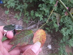 Rosisphaerella rosicola