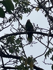 Amazona leucocephala