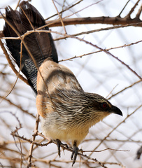 Centropus superciliosus