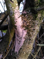 Cylindrobasidium laeve