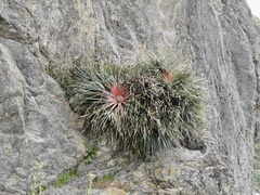 Fascicularia bicolor